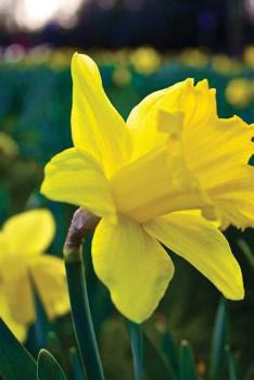 Yellow Daffodil New Beginnings Journal