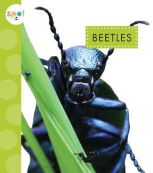 Beetles - Book  of the Spot Creepy Crawlies