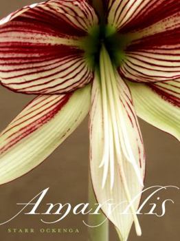 Hardcover Amaryllis Book