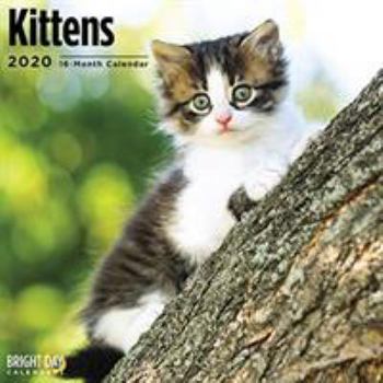 Calendar Kittens Wall Calendar 2020 Book