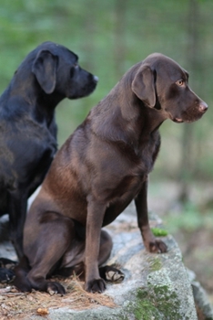 2020 Daily Planner Dog Photo Two Labrador Retrievers 388 Pages: 2020 Planners Calendars Organizers Datebooks Appointment Books Agendas