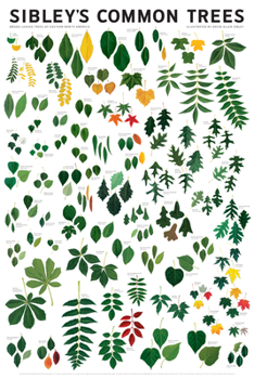 Misc. Sibley's Common Trees of Eastern North America Wall Poster Book