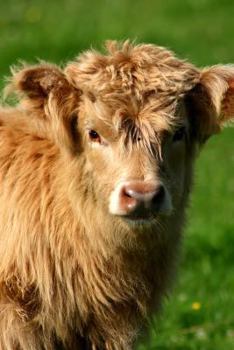 An Adorable Baby Scottish Highland Calf Journal: 150 Page Lined Notebook/Diary