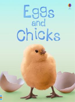 Hardcover Eggs and Chicks Book