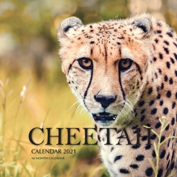 Paperback Cheetah Calendar 2021: 16 Month Calendar Book