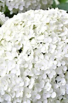White Annabelle Hydrangea, for the Love of Flowers: Blank 150 Page Lined Journal for Your Thoughts, Ideas, and Inspiration