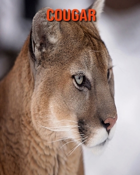 Paperback Cougar: Beautiful Pictures & Interesting Facts Children Book About Cougar Book