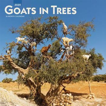 Calendar Goats in Trees 2020 Square Book