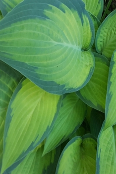 2020 Daily Planner Pretty Hosta Leaves 388 Pages: 2020 Planners Calendars Organizers Datebooks Appointment Books Agendas