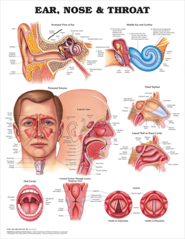 Hardcover Ear, Nose and Throat Anatomical Chart Book
