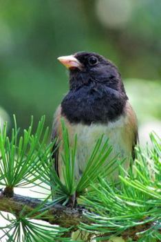 Paperback Dark-eyed Junco (Junco Hyemalis) Bird Journal: 150 page lined notebook/diary Book
