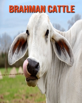 Brahman Cattle: Amazing Photos & Fun Facts Book About Brahman Cattle For Kids