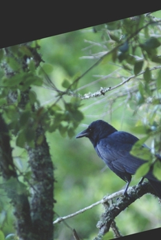Paperback Inferno Verde: Às vezes o paraíso pode ser mortal [Portuguese] Book