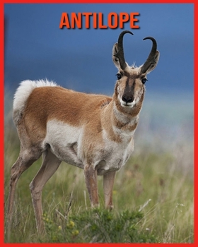 Antilope: Kinderbuch der lustigen Fakten & erstaunliche Fotos