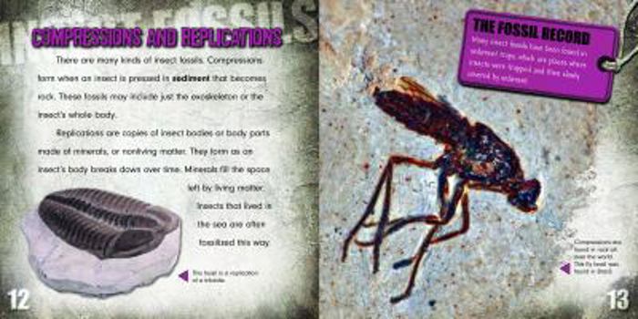 Paperback Insect Fossils Book