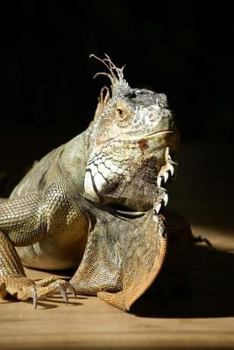 Paperback Iguana Notebook Book