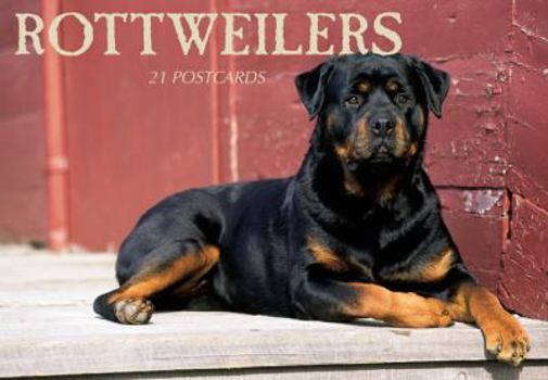 Misc. Supplies Rottweilers Postcard Book