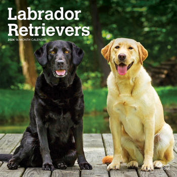 Calendar Labrador Retrievers 2024 Square Book