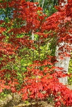2020 Daily Planner Springtime Japanese Maple Forest Background 388 Pages: 2020 Planners Calendars Organizers Datebooks Appointment Books Agendas