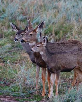 Paperback Adult Mule Deer Leftie Journal: Narrow Ruled Journal or Notebook Book