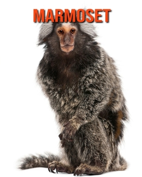 Marmoset: Amazing Facts about Marmoset