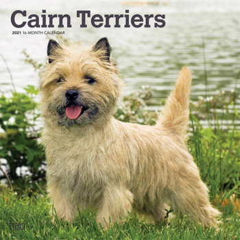 Calendar Cairn Terriers 2021 Square Book