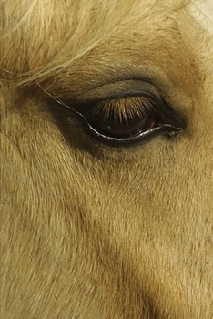 Paperback 2020 Weekly Planner Horse Photo Equine Eye 134 Pages: 2020 Planners Calendars Organizers Datebooks Appointment Books Agendas Book