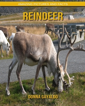 Paperback Reindeer: Amazing Pictures and Facts Book