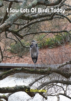 I Saw Lots Of Birds Today