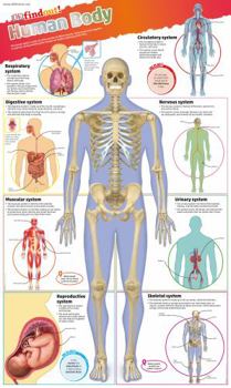 Paperback DKfindout! Human Body Poster Book
