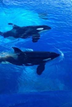 Two Orca Whales Journal : 150 Page Lined Notebook/Diary