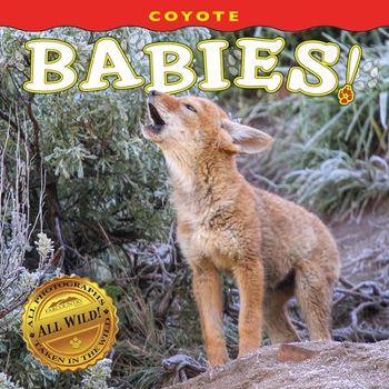 Board book Coyote Babies! Book