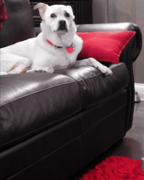 Paperback IMPROVE YOUR CREDITWORTHINESS IN 2020 - Journal: Credit Is Key - Learn About The Different Components of Credit And How They Affect Your Credit Life Book