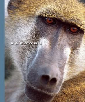 Hardcover Baboons Book