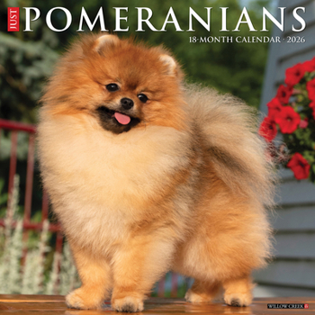 Calendar Pomeranians 2026 Wall Calendar Book