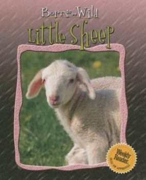 Library Binding Little Sheep Book