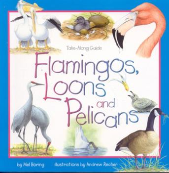 Paperback Flamingos, Loons & Pelicans Book