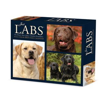 Calendar Labs 2025 6.2 X 5.4 Box Calendar Book