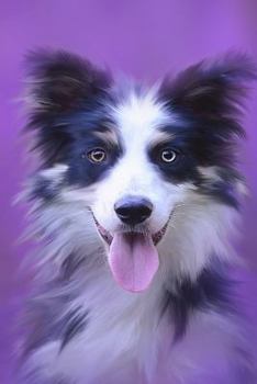 COLLIE JOURNAL: Blank Lined Journal 6x9 110 Pages - gift for graduation, for adults, for entrepeneur, for women, for men