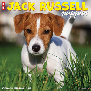 Jack Russell Puppies 2027 12 X 12 Wall Calendar