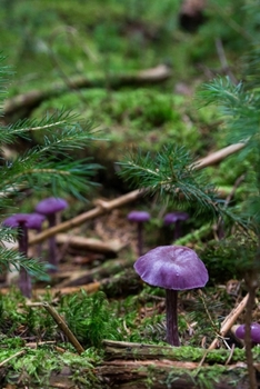 Paperback Amethyst Deceiver Mushroom Journal: 150 Page Lined Notebook/Diary Book