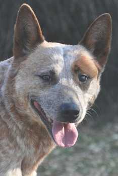 Paperback Australian Cattle Dog Journal: 150 Page Lined Notebook/Diary Book