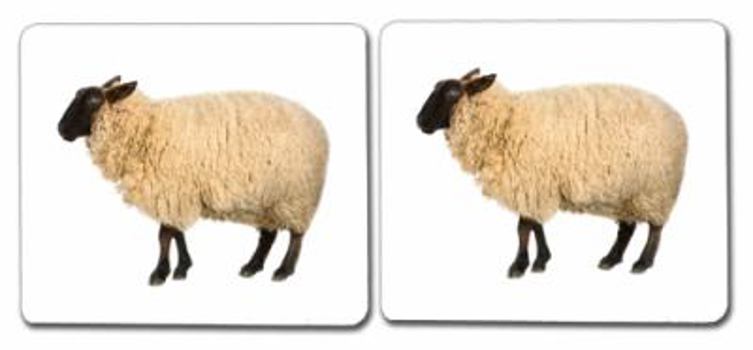 Farm Animals (Adults) Matching Cards : Laminated