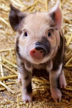 Journal: Baby Pig, Piglet