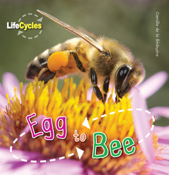 Paperback Egg to Bee Book