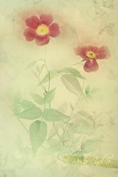 Paperback Rosa Indica: Floral Notebook with Flower Illustrations on Every Page Book