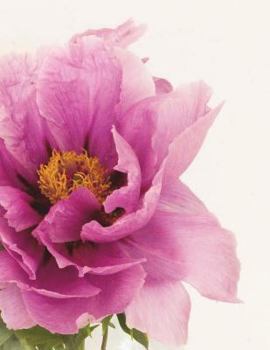 Paperback Notebook Large 8.5 x 11 150 Ruled Pages Book