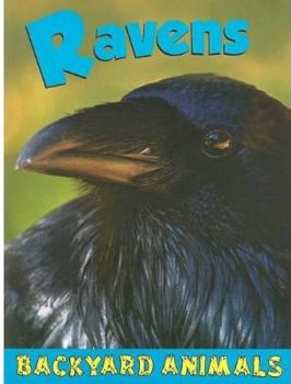 Paperback Ravens (Backyard Animals) Book