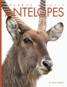 Antelopes - Book  of the Amazing Animals