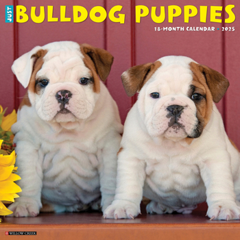 Calendar Just Bulldog Puppies 2025 12 X 12 Wall Calendar Book